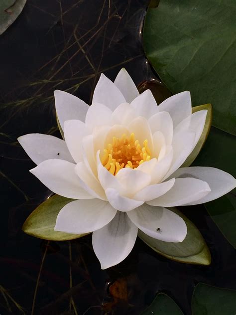 A Beautiful Water Lily Lotus Flower Captured With An Iphone White