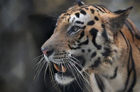 India Celebrates 50 Years Of Project ‘bringing Tigers Back From Brink