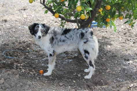 Maybe you would like to learn more about one of these? Cotralians - Home