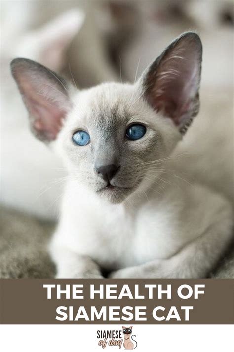 How Long Do Siamese Cats Live How To Increase Their Lifespan Siamese
