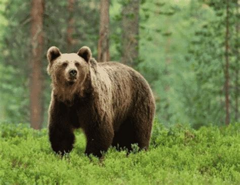 Fauna Australis - Pengertian, Ciri ciri, Beserta Contoh & Gambarnya