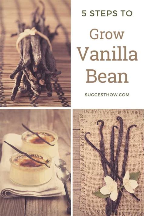 How To Grow Vanilla Bean 5 Step Guide