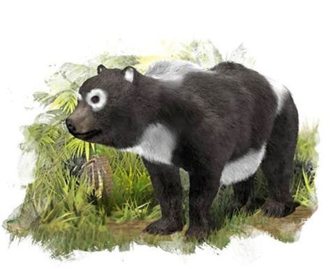 Oldest Panda Fossils Found In Surprising Place Live Science