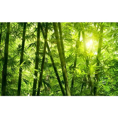 Sunshine In The Bamboo Forest Photo Wallpaper Wall