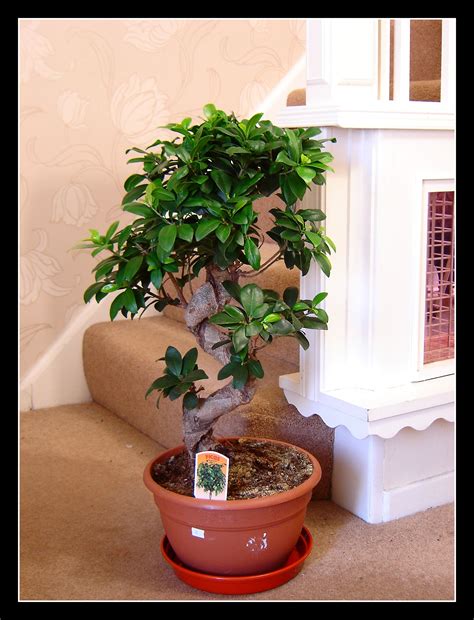 Any fluctuation in light, temperature, or water caused hundreds of leaves to fall off. 1 Large Ficus Benjamina Weeping Fig Tree S Shape Bonsai ...