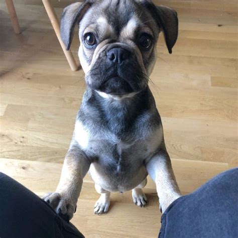 They almost cover the dog's whole body and provide them with better support. 39 Dogs Mixed With Pugs | French bulldog pug mix, French ...