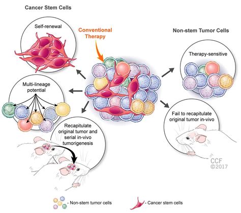 Lau School Of Pharmacy Targeting Cancer Stem Cell Proteins Might Be