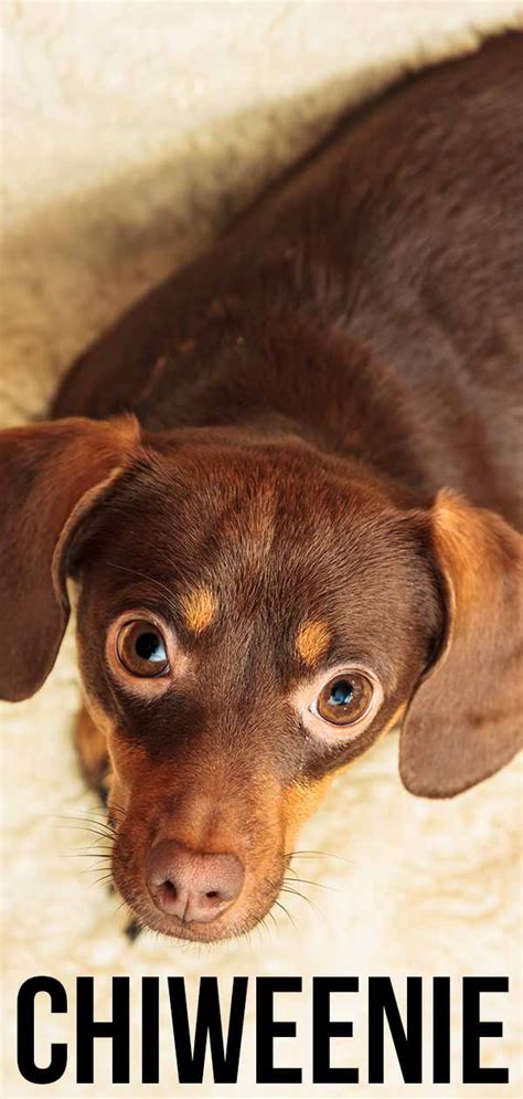 Dachshund Chiweenie Rat Terrier Chihuahua Mix Pets Lovers