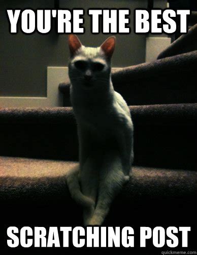 Youre The Best Scratching Post Terrifying Cat Quickmeme