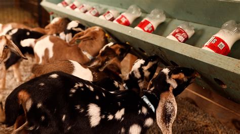 Bottle Feeding Baby Goats Youtube