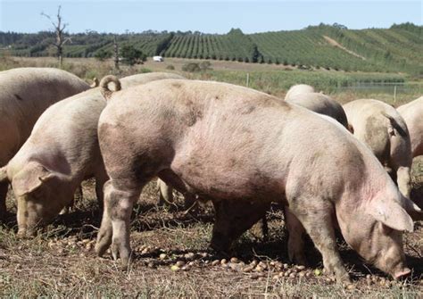Different Pig Breeds South Africa