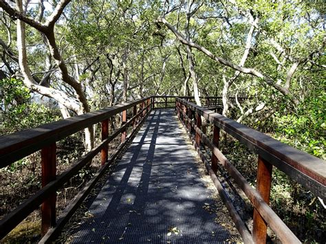 Free Images Forest Pathway Track Trail Bridge Walkway Jungle