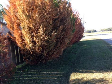 Why Is My Leyland Cypress Turning Brown North American Tree Service