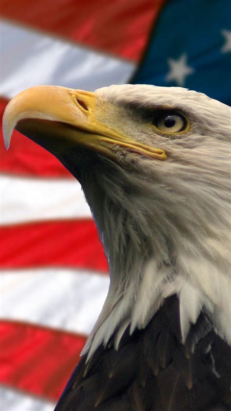 Patriotic Bald Eagle Wallpaper (66  images)