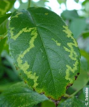 We did not find results for: Rose Mosaic Virus - Marin Rose Society