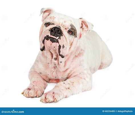 List 100 Background Images Skin Allergy French Bulldog Skin Problems