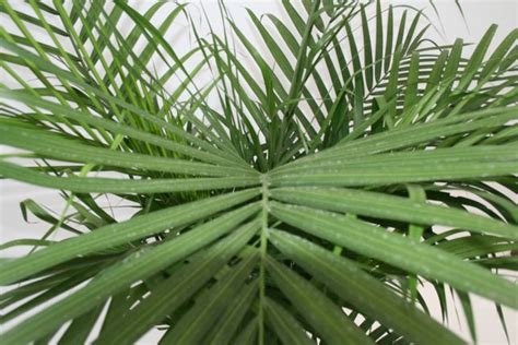 Alpha Botanical Majesty Palm Plant Care Profile