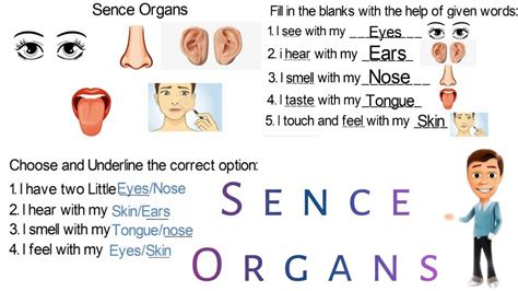 Sense Organs | Science Basics For Kids | Learn about five Senses | Pre ...