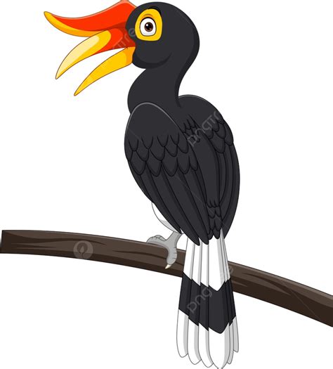 Hornbill Bird Vector Hd Png Images Cartoon Hornbill Bird Isolated On