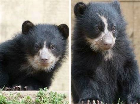 19 Week Old Andean Bear Cubs To Make Debut At National Zoo