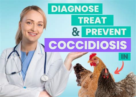 Coccidiosis In Chickens 💉prevention Diagnosis And Treatment Made Ea