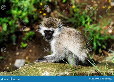 Monkey Baby National Park Kenya Stock Image Image Of Nature Kenya