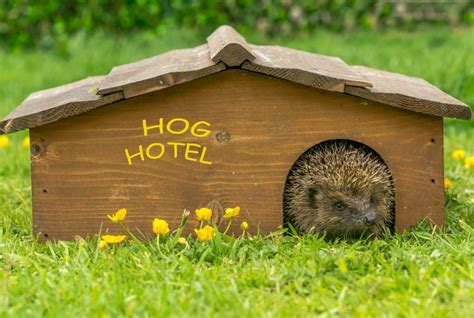 How To Make A Hedgehog House Build Your Own Hedgehog House Homebase