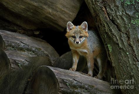 Gray Fox Den Photograph By Gary W Griffen Pixels