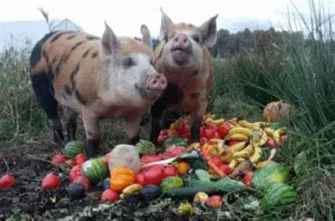 Can Pigs Eat Bananas Pet Pig World