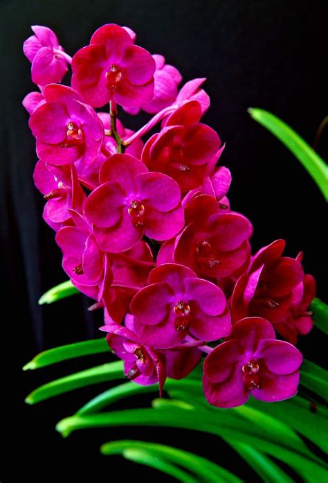 Everything You Need To Know To Grow Beautiful Orchids Homegarden