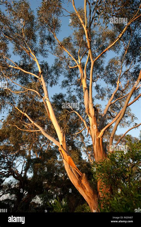 Red River Gum Eucalyptus Tree Eucalyptus Camaldulensis Stock Photo