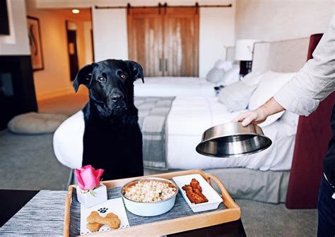 29 Droll Hotel With Dog Friendly Image 8k Ukbleumoonproductions