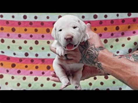 Puppies open their eyes about nine to eleven days following birth. Labrador Puppies Open Their Eyes! - YouTube