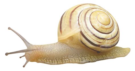 Snail Png Image Purepng Free Transparent Cc0 Png Image Library
