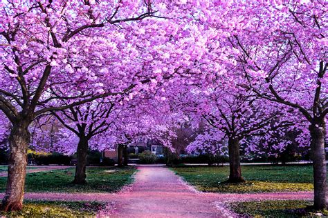 Cherry Blossom Trees Wallpaper 4k Purple Flowers Pathway Park