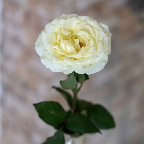 The 10 Most Fragrant Roses Compiled Here Article Onthursd