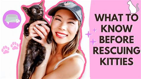 Adopting A Kitten What I Learned Tips Youtube