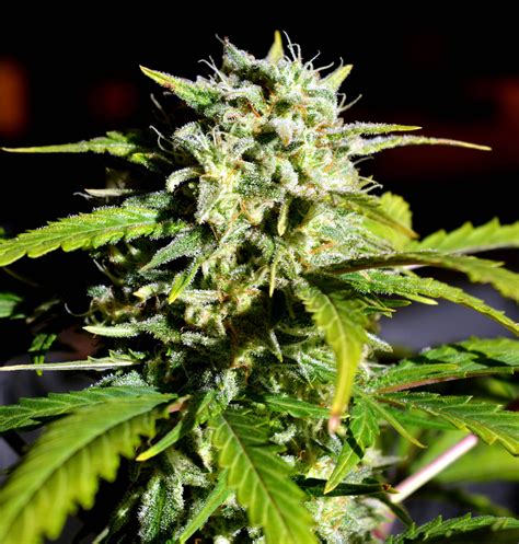 Something suggesting atmospheric haze especially : Buy Super Lemon Haze Feminised Seeds from Lineage Genetics ...