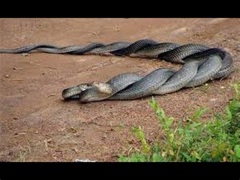 Snake Mating Youtube