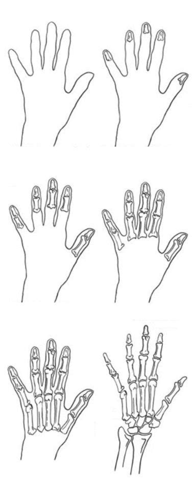 Step By Step Drawing Skeleton Hand Hand Doodles Skeleton Hands