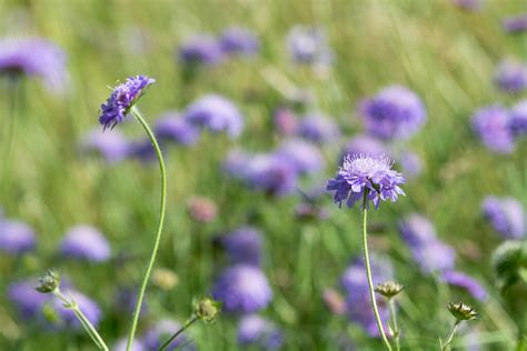 Field Scabious Knautia Arvensis Group Of Flowers Flickr