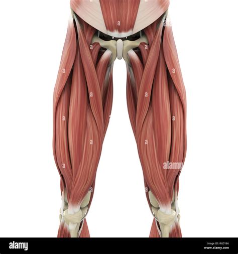 Human Upper Leg Muscles Hi Res Stock Photography And Images Alamy