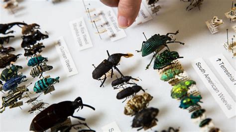 Entomologist Couple Donates World Class Insect Collection To Asu Asu News