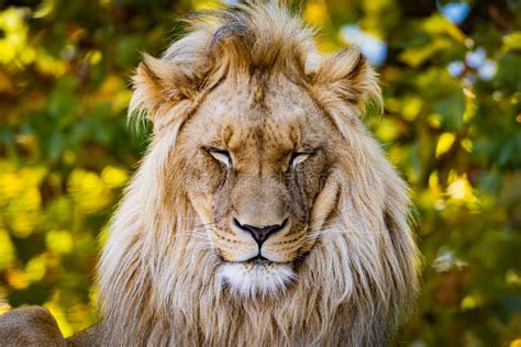 Southwest African Lion Looking At The Camera Stock Image Image Of