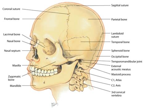 Ch 14 Head Face Neck And Regional Lymphatics Flashcards Quizlet
