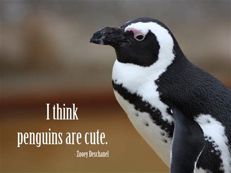 You know, that giant conti. Cute Penguin Quotes. QuotesGram