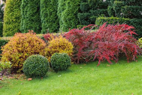 What To Plant In Front Of Boxwoods 15 Amazing Plants To Consider
