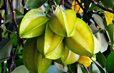 Home Cultivation Of Star Fruit Soil Requirements Temperature
