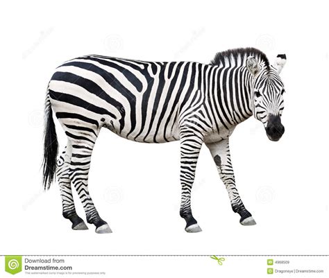 Zebra Cutout Royalty Free Stock Images - Image: 4968509