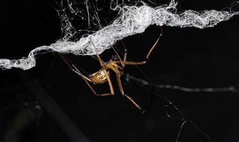 Black Widow Males Destroy Female Webs To Keep Rivals Away